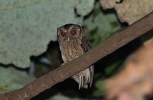 Explore a Rainforest teeming with Wildlife at Night!