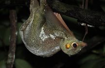 Explore a Rainforest teeming with Wildlife at Night!
