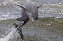 Alabama Gulf Coast Dolphin Cruise