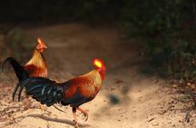 Wilpattu Safari Drive From Trincomalee, Nilaveli & Suburbs 