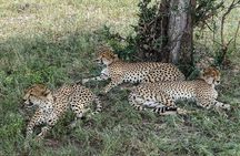 2-Days Safari Tarangire Park and Ngorongoro Crater