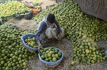 Morning Bazaar Walking Tour in Kolkata