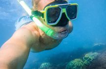 Turtle Discovery & Great Sandy Marine Park Adventure