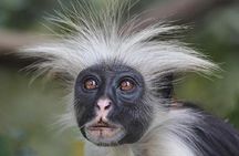 Jozani forest tour + Spice Tour