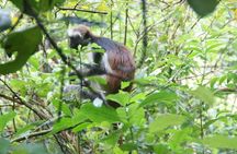 Jozani forest tour + Spice Tour