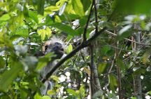 Jozani forest tour + Spice Tour