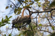 Jozani forest tour + Spice Tour