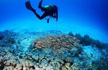 Menjangan Island Bali Diving Activity