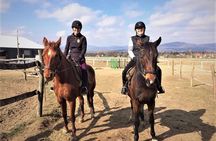 Private Horse Riding near Budapest with transport