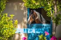 Crete Finikia and Giouchtas Mountains Horse Riding Tour with Lunch