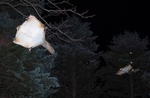 Wild Japanese Flying Squirrel Watching Tour in Nagano