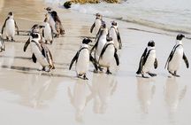 Best of the Cape Peninsula Private Tour
