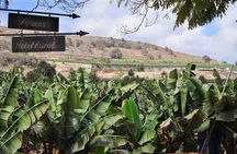 Day Tour in North of Gran Canaria with Wine Tasting
