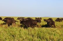 3 days Safari to Serengeti and Ngorongoro crater