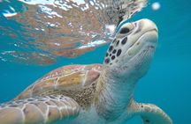 Shasa private catamran sailing cruise, Snorkel with turtles. 