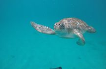 Shasa private catamran sailing cruise, Snorkel with turtles. 