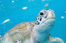 Shasa private catamran sailing cruise, Snorkel with turtles. 