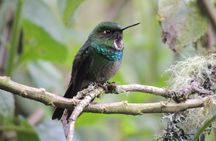 Papallacta Hot Springs and Hummingbirds' Farm Day Tour