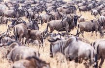 4-Day Masai Mara - Luxury Private safari (JEEP)