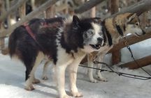Santa Claus Village Guided Tour & Arctic Animals Adventure