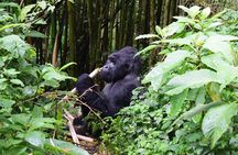 Lowland Gorilla trekking in Kahuzi-Biega National Park