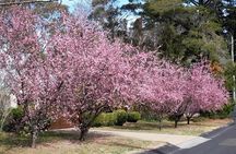 Blue Mountains Private Tour