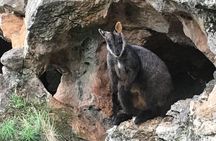 Inside the Greater Blue Mountains World Heritage - A Private Wildlife Safari Overnight