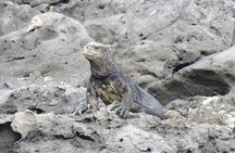 GALAPAGOS IDEAL (3Days)