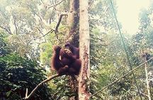 Rainforest Kayaking with Semenggoh Orangutan Center from Kuching