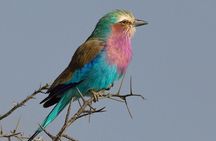 5 days Safari to Lake Manyara, Serengeti and Ngorongoro crater