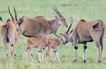 3 Days Masai Mara Group Joining -- Daily Departures