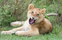 3 Days Masai Mara Group Joining -- Daily Departures