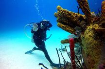 Catalina Island Diving