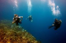 Catalina Island Diving