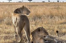 5 days Safari to Lake Manyara, Serengeti and Ngorongoro crater