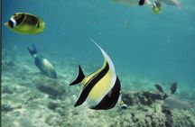 Glass-Bottom Boat Reef Tour