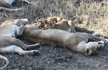 5 days Safari to Lake Manyara, Serengeti and Ngorongoro crater
