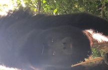 PRIVATE Zipline & Baboon Sanctuary Experience 