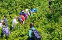 1 Day Dian Fossey Tomb Hike 