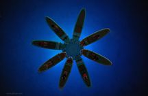 SUP YOGA Night Glow classes at Verudela beach, Pula