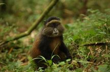 1-Day Rwanda Golden Monkey Trekking Expedition