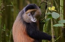 1-Day Rwanda Golden Monkey Trekking Expedition
