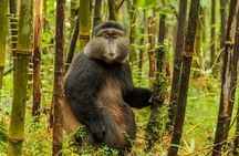 1-Day Rwanda Golden Monkey Trekking Expedition
