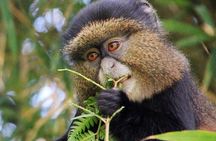 1-Day Rwanda Golden Monkey Trekking Expedition