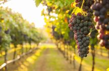 Nemea - Wine Tasting from Nafplion