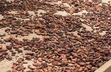 Rainforest Chocolate Tour from La Fortuna