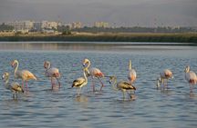 Salalah by Night Tour - Charming Evening in the Garden City 