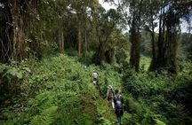 1-Day Bisoke Volcano Hiking Experience