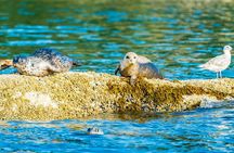 Vancouver City and Seals Scenic Boat Tour by Vancouver Water Adventures