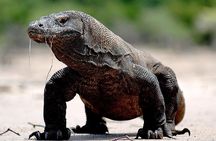 Private boat trip Komodo 2 or more person for 3 days 2 nights, Kelor, Rinca...